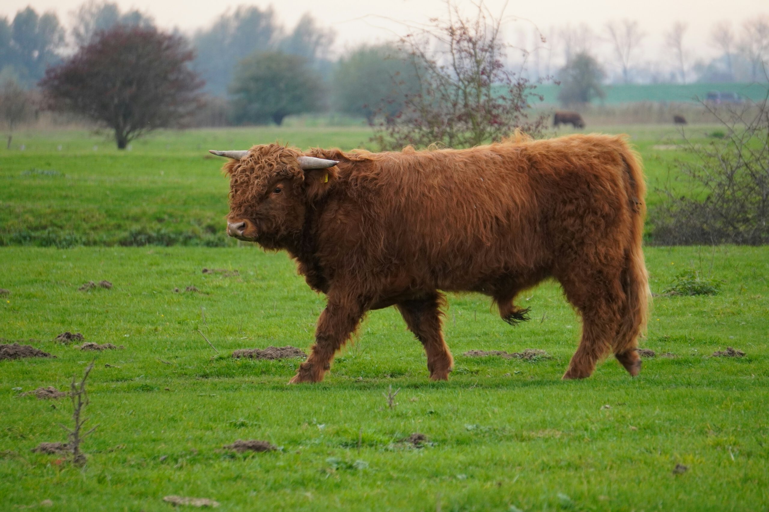 Koe in Vianen